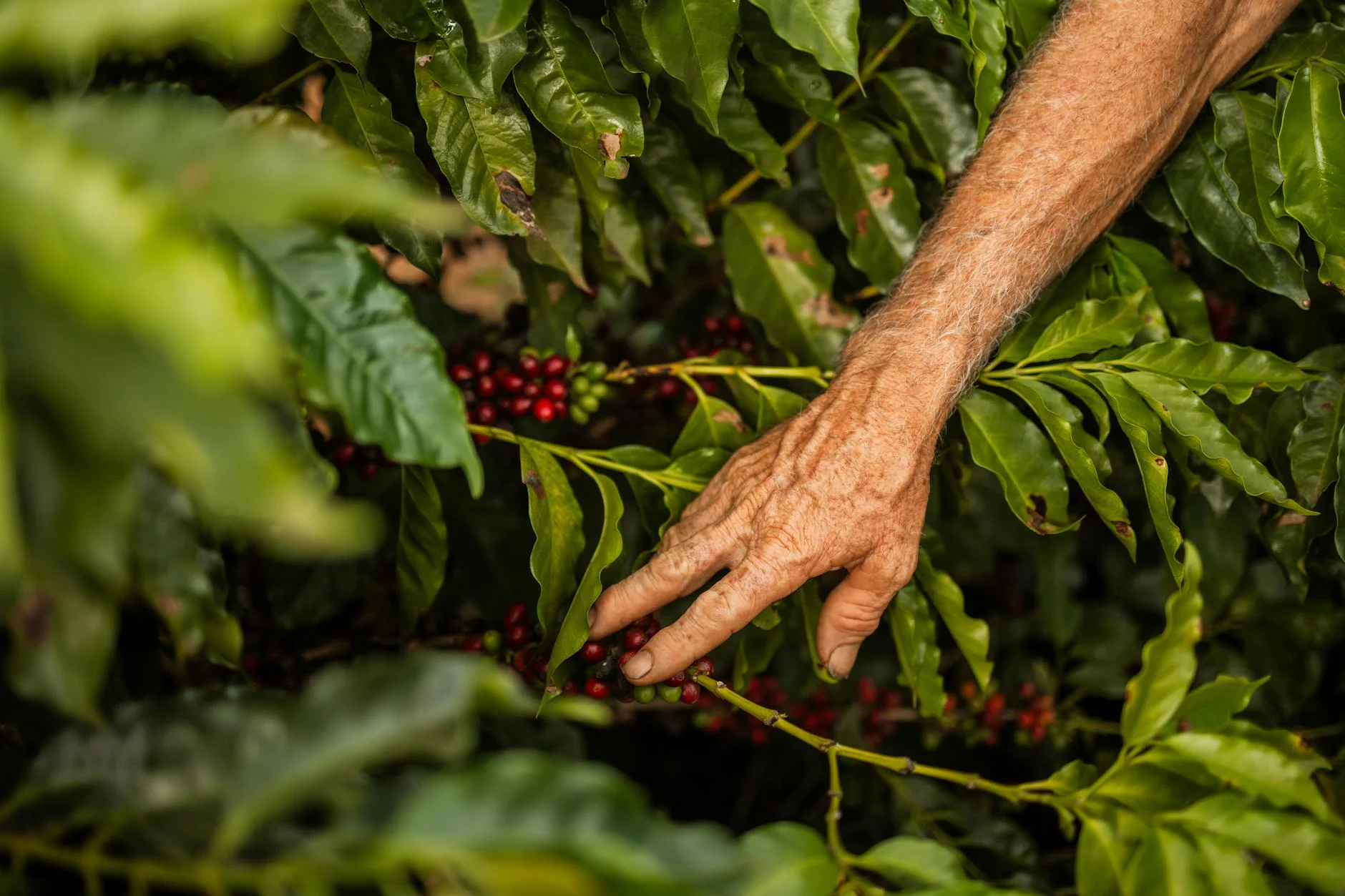 Phát triển bền vững trong nông nghiệp: Những bước tiến cùng Vietnox Agri